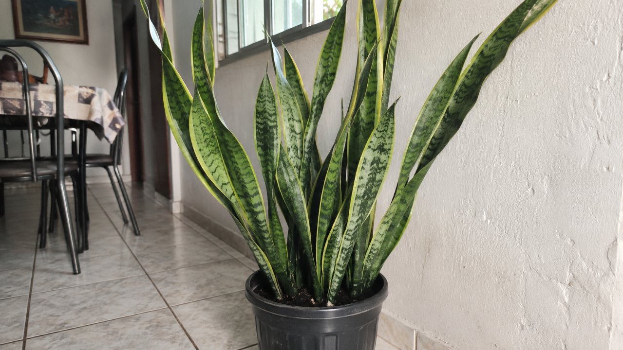 Como limpar as folhas da espada-de-são-jorge com um ingrediente que recupera o brilho natural