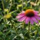 Provérbio japonês sobre comparação: “Uma flor não compete com a flor ao lado, ela apenas floresce.” Uma reflexão sobre crescer no próprio tempo
