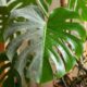 O truque caseiro simples para limpar folhas da costela-de-adão e deixá-la com cara de planta de revista