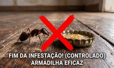 Como eliminar formigas da sua casa usando apenas 2 ingredientes simples: um método eficaz em poucos dias