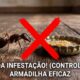 Como eliminar formigas da sua casa usando apenas 2 ingredientes simples: um método eficaz em poucos dias