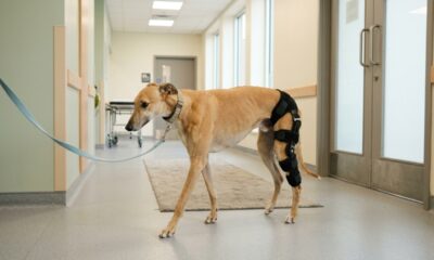 Galgo de corrida paralisado tem nova chance e aprende a andar novamente