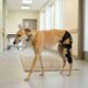Galgo de corrida paralisado tem nova chance e aprende a andar novamente