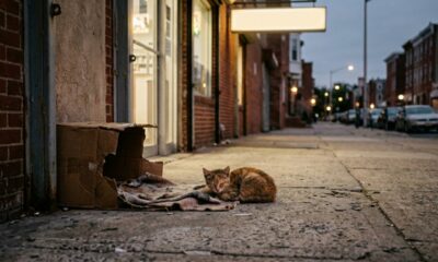 A vida de um gatinho cego mudou para sempre em frente a uma farmácia