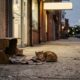 A vida de um gatinho cego mudou para sempre em frente a uma farmácia
