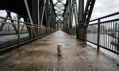Gatinho minúsculo é encontrado sozinho em ponte e ganha uma nova chance
