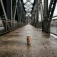 Gatinho minúsculo é encontrado sozinho em ponte e ganha uma nova chance