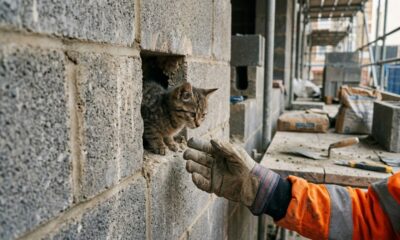 Gatinhos Bricks e Blocks são resgatados após ficarem presos em parede concreto