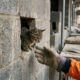 Gatinhos Bricks e Blocks são resgatados após ficarem presos em parede concreto