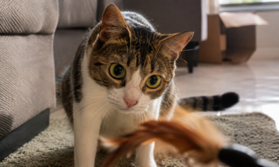 Brincar 15 minutos por dia com gatos pode mudar comportamentos que muita gente culpa na personalidade