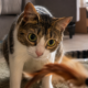 Brincar 15 minutos por dia com gatos pode mudar comportamentos que muita gente culpa na personalidade