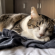 O motivo curioso que faz seu gato escolher sua roupa em vez da caminha dele para dormir