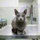 Gato com olhos 'alienígenas' surpreende equipe de abrigo como nunca antes