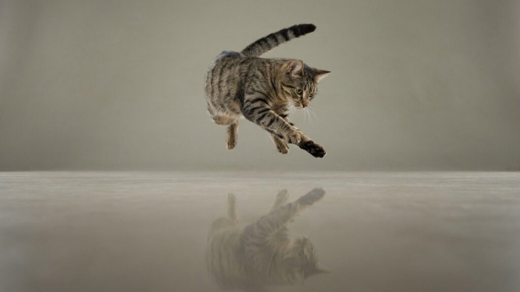 Gatos realmente sempre caem em pé? A ciência explica o reflexo que parece desafiar a gravidade