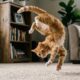 Gatos realmente sempre caem em pé? A ciência explica o reflexo que parece desafiar a gravidade
