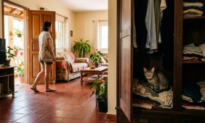 Nem birra, nem antipatia: por que alguns gatos se escondem quando pessoas entram em casa