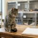 Little Dude trabalha em abrigo de cães idosos como gato avaliador