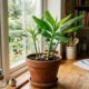 Esta planta carrega um significado poderoso para o lar e pode transformar a energia da casa, segundo o Feng Shui