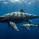 Monstro marinho inteligente de 19 metros era várias vezes maior que um tubarão-branco e dominava os oceanos antigos
