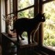 Os hábitos dos gatos que ajudam a fortalecer o vínculo com os tutores e a proporcionar um ambiente mais confortável e seguro