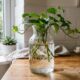O método da água para multiplicar plantas favoritas de graça e sem erro dentro de casa