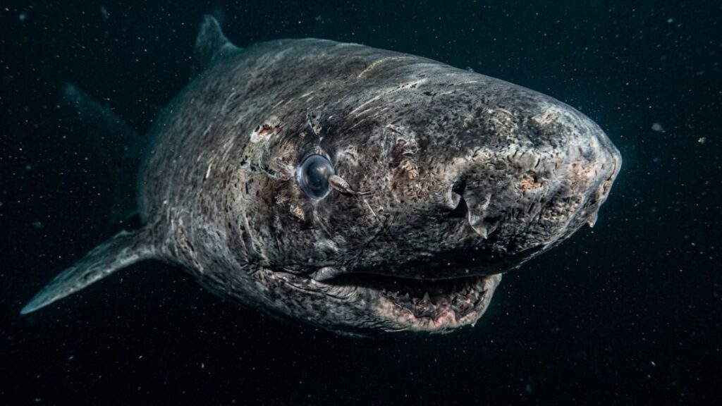Cientistas fazem descoberta histórica: tubarão de 399 anos, nascido em 1627, é localizado no Oceano Ártico