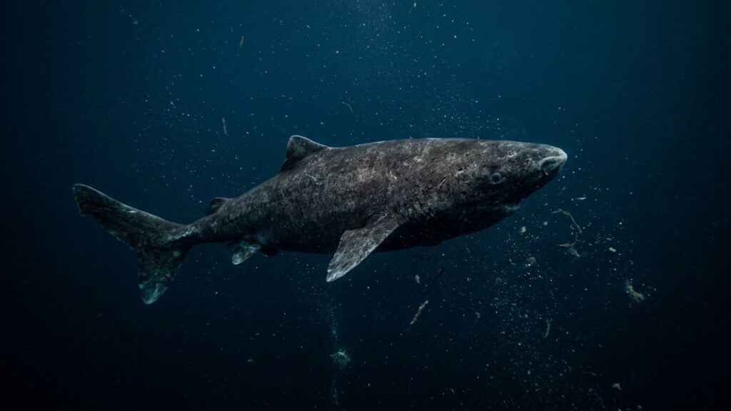 Cientistas fazem descoberta histórica: tubarão de 399 anos, nascido em 1627, é localizado no Oceano Ártico