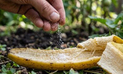 Polvilhe sal na casca de banana antes de jogar fora e transforme o que iria para o lixo em ouro para seu jardim