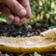 Polvilhe sal na casca de banana antes de jogar fora e transforme o que iria para o lixo em ouro para seu jardim