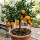 O melhor adubo caseiro para laranja deixar seu pé mais forte e cheio de frutos