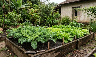 O que plantar em junho para ter uma horta bonita mesmo nos dias frios