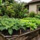 O que plantar em junho para ter uma horta bonita mesmo nos dias frios