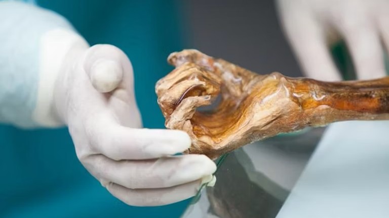 Cientistas analisam múmia de 5.300 anos e descobrem surpresa preservada no estômago