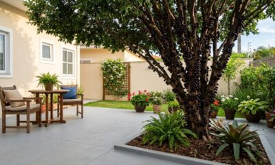 Essa árvore para pátio não levanta o piso e ainda enche o quintal de frutas roxas e docinhas