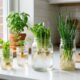 Como plantar alimentos caros no seu apartamento usando apenas copos de água
