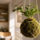 Adeus vasos tradicionais: a técnica japonesa que transforma plantas em decoração viva