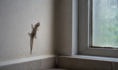 Ver uma lagartixa em casa no inverno pode ser um bom sinal e tem uma explicação simples