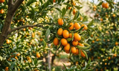 Plante esta fruta cítrica exótica e fortaleça os cuidados da família este ano