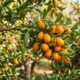 Plante esta fruta cítrica exótica e fortaleça os cuidados da família este ano