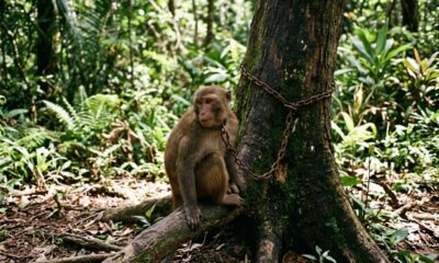 Macaco acorrentado que se autoflagelava finalmente ganha a liberdade