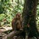 Macaco acorrentado que se autoflagelava finalmente ganha a liberdade