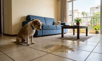 Acabe com o mau cheiro de xixi de cão e gato usando apenas 4 ingredientes