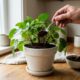 Este ingrediente secreto da sua cozinha faz qualquer planta crescer mais rápido