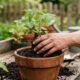 Como plantar a planta-fetiche que purifica o ar e atrai boa sorte