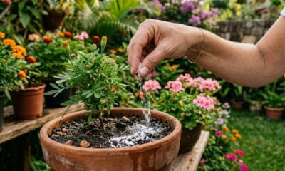 Espalhar bicarbonato de sódio em vasos de flores e canteiros: para que serve e por que é recomendado