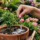 Espalhar bicarbonato de sódio em vasos de flores e canteiros: para que serve e por que é recomendado