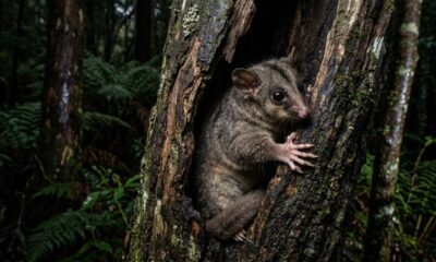 Animais dados como extintos há 6 mil anos são encontrados vivos no meio da floresta