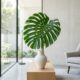 A planta de folha única que virou febre entre os arquitetos e custa pouco