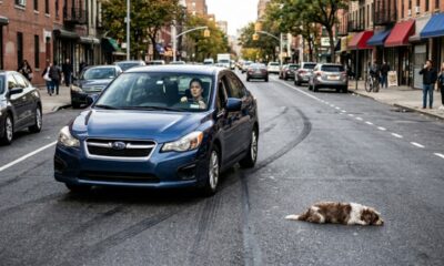 Motorista freia ao ver cachorro imóvel e encontra surpresa comovente