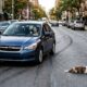 Motorista freia ao ver cachorro imóvel e encontra surpresa comovente